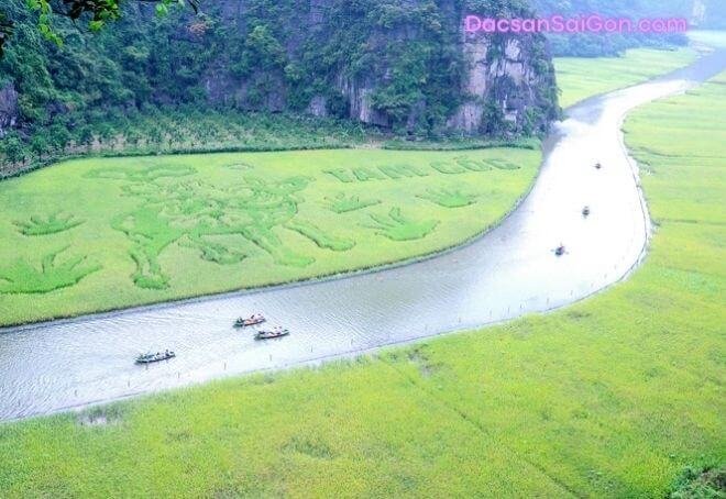 Chỉ vài ngày nữa thôi, khi những cây lúa chuyển màu vàng, bức tranh sẽ càng rực rỡ hơn bao giờ hết!